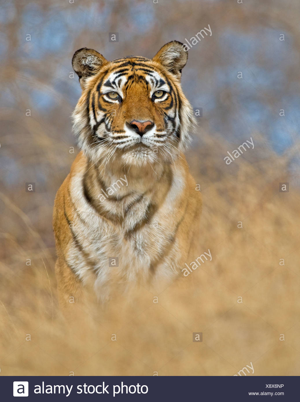 BENGAL TIGER (Panthera tigris tigris) female named machali. India Stock Photo