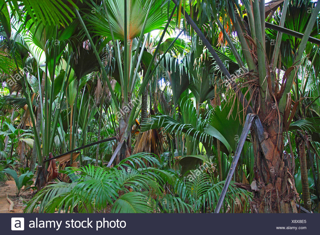 Rainforest And Palms High Resolution Stock Photography and Images - Alamy