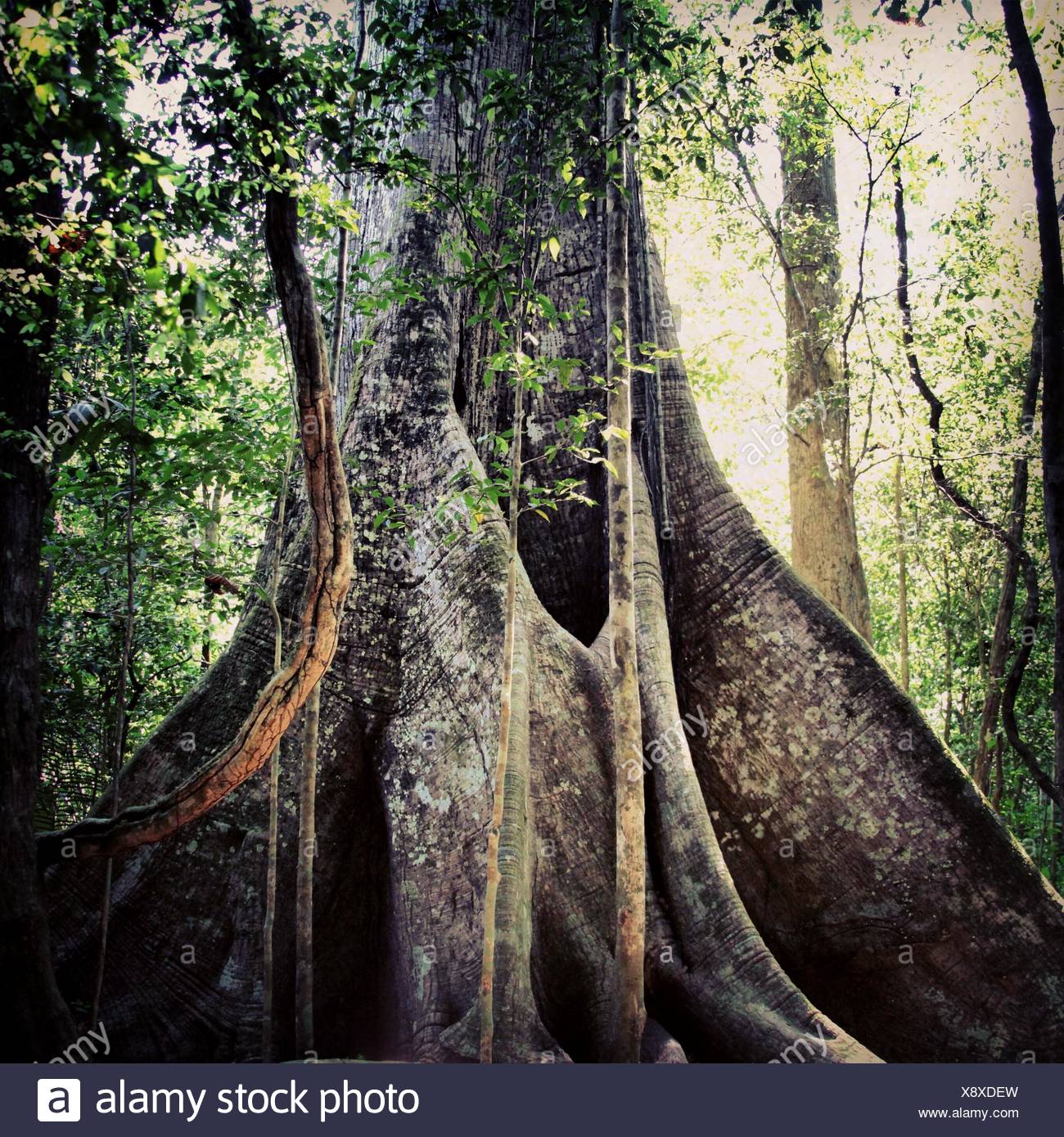 Biggest Tree High Resolution Stock Photography and Images Alamy