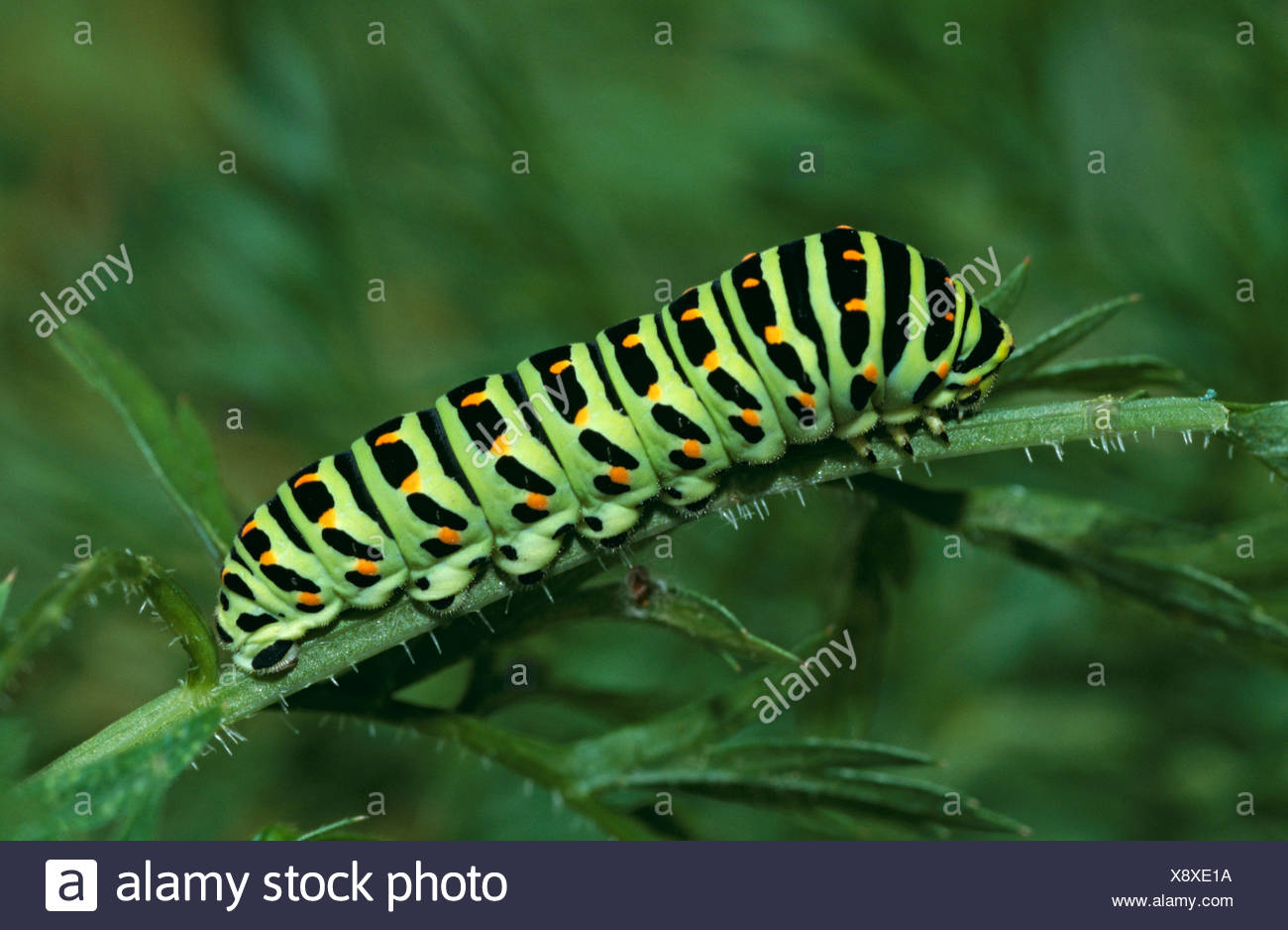 Swallowtail Butterfly Papilio Machaon Mature Larva Uk Stock