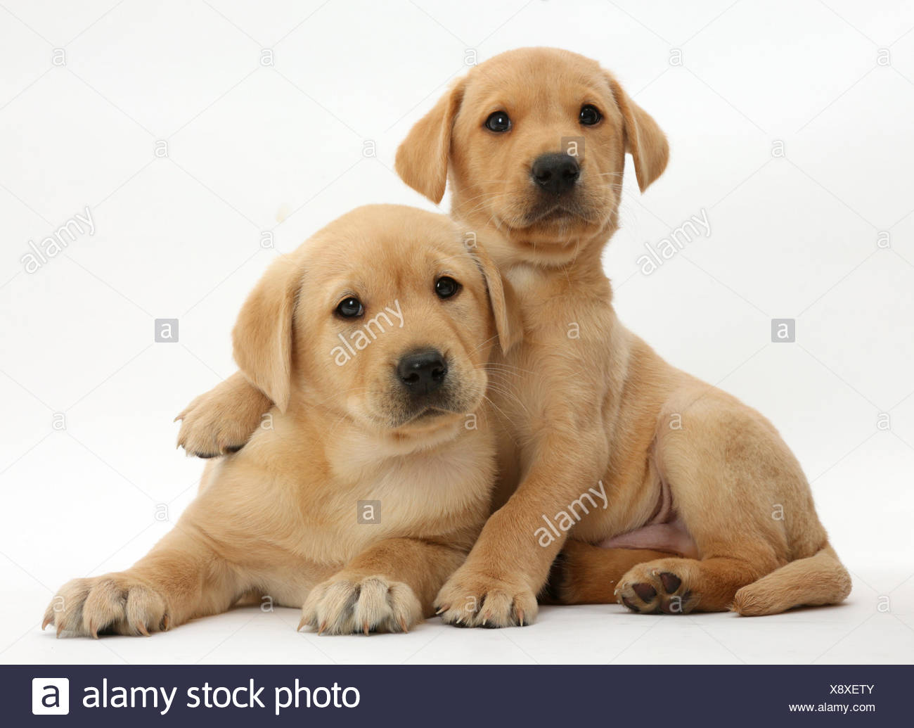 yellow labrador retriever breeders