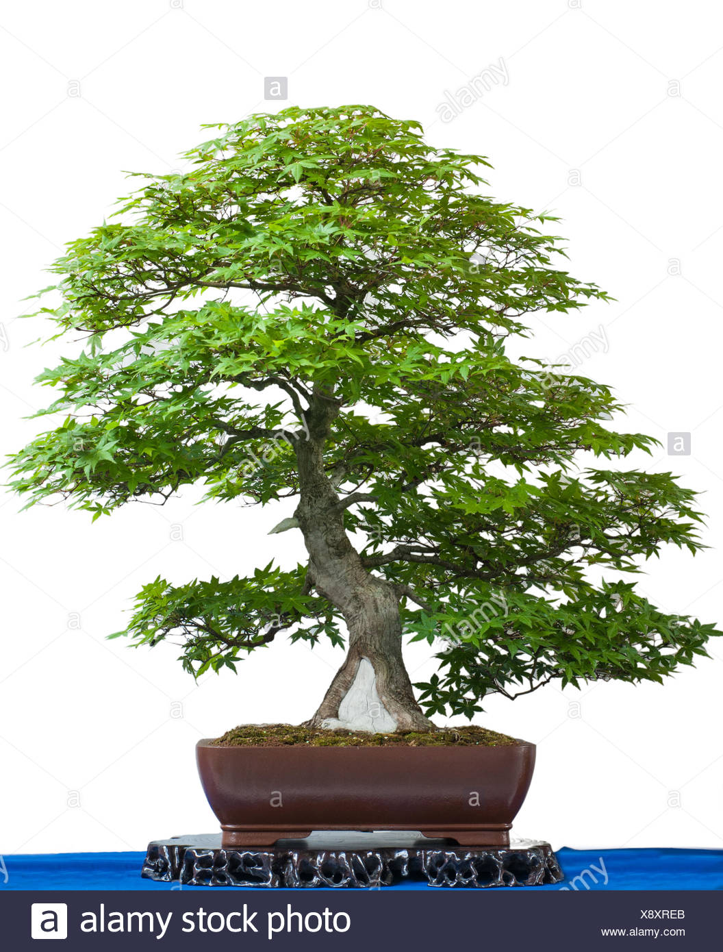 Japanese Green Japanese Maple As Bonsai Tree Stock Photo Alamy