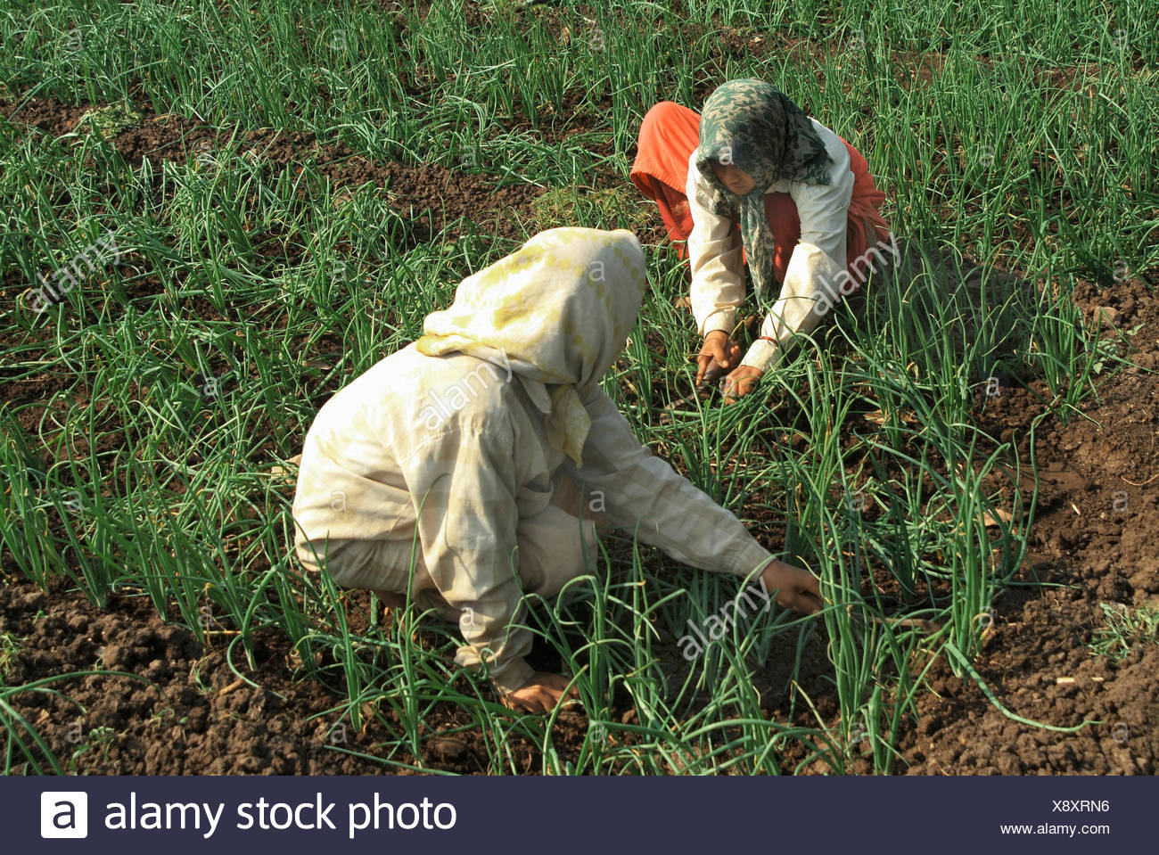Onion Farm Stock Photos & Onion Farm Stock Images Alamy