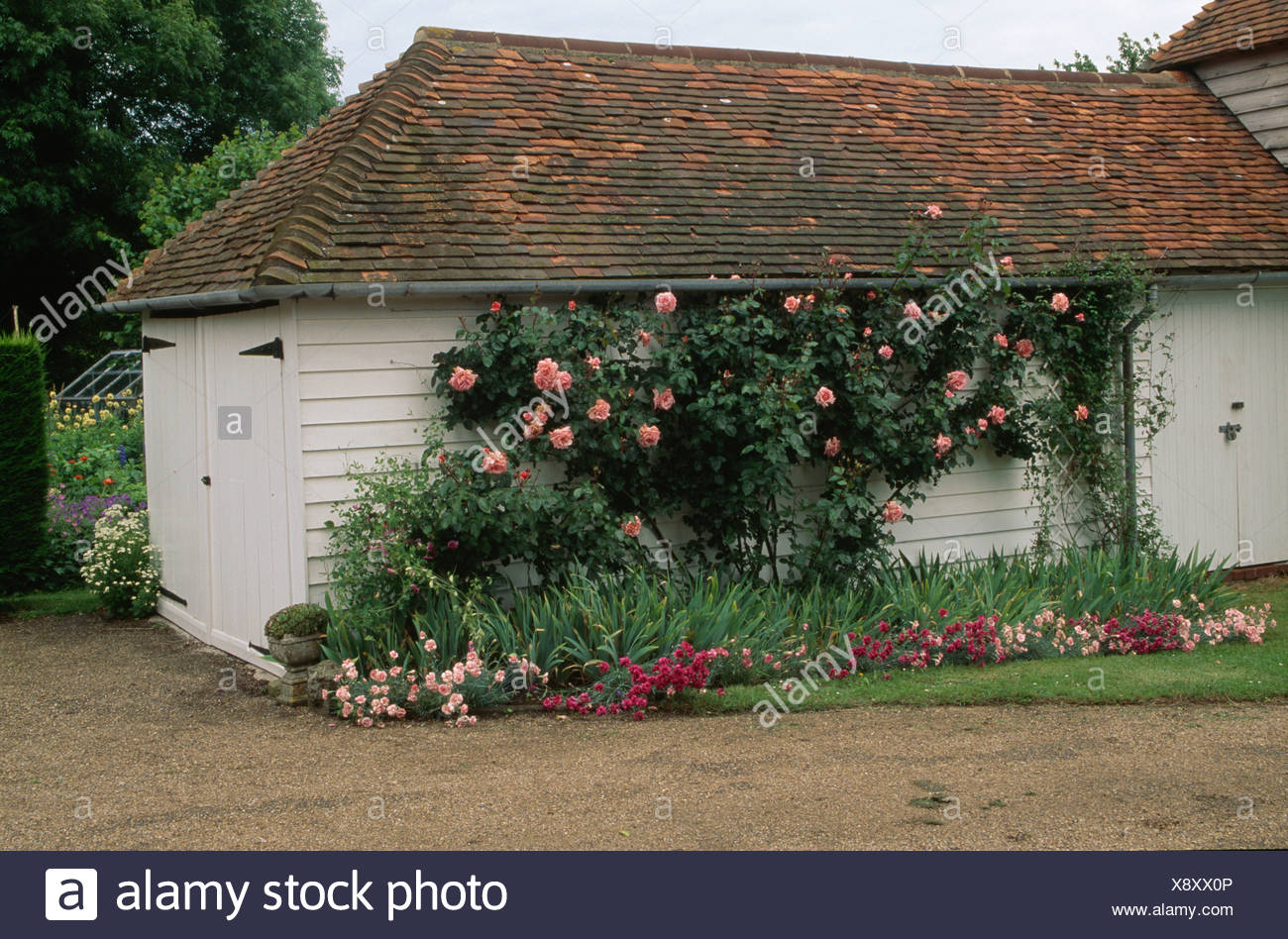 Pink Roses On White Wooden Garage Converted From Old Barn Stock