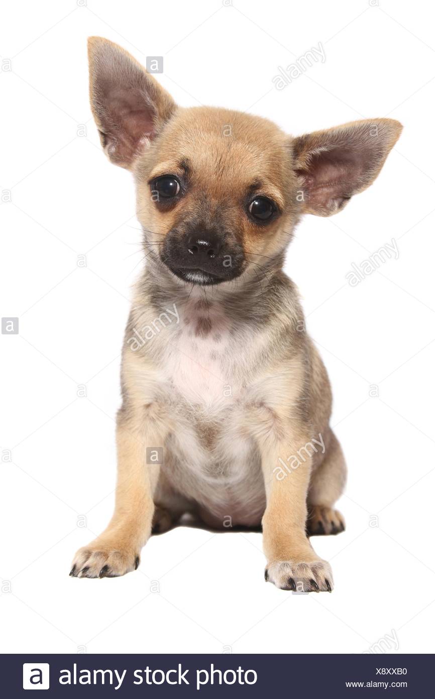 Sitting Shorthaired Chihuahua Puppy Stock Photo 280874580 Alamy