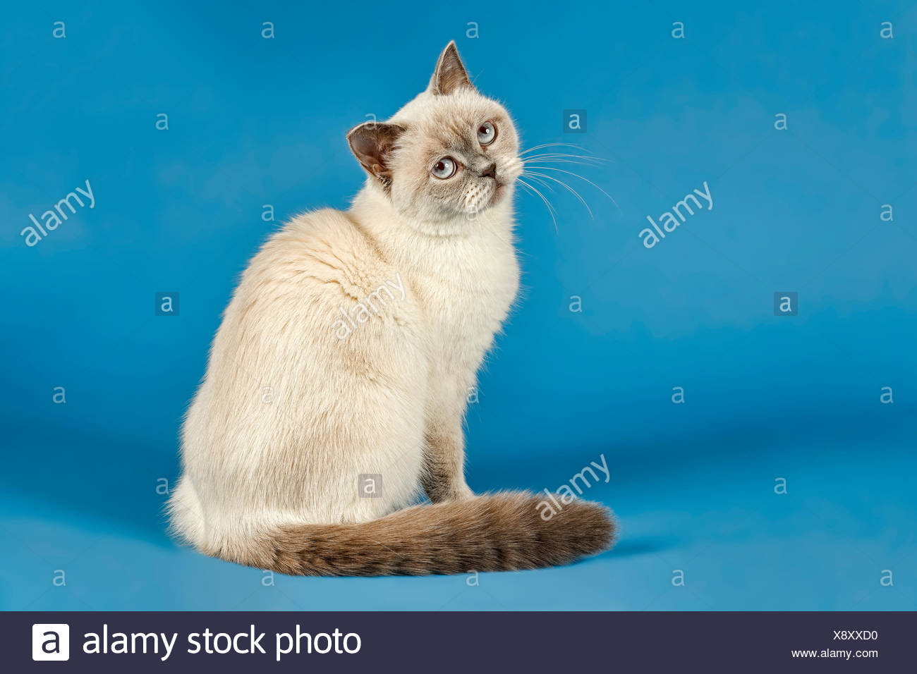 British Shorthair Lilac High Resolution Stock Photography And Images Alamy British Shorthair Lilac High Resolution Stock Photography And Images Alamy