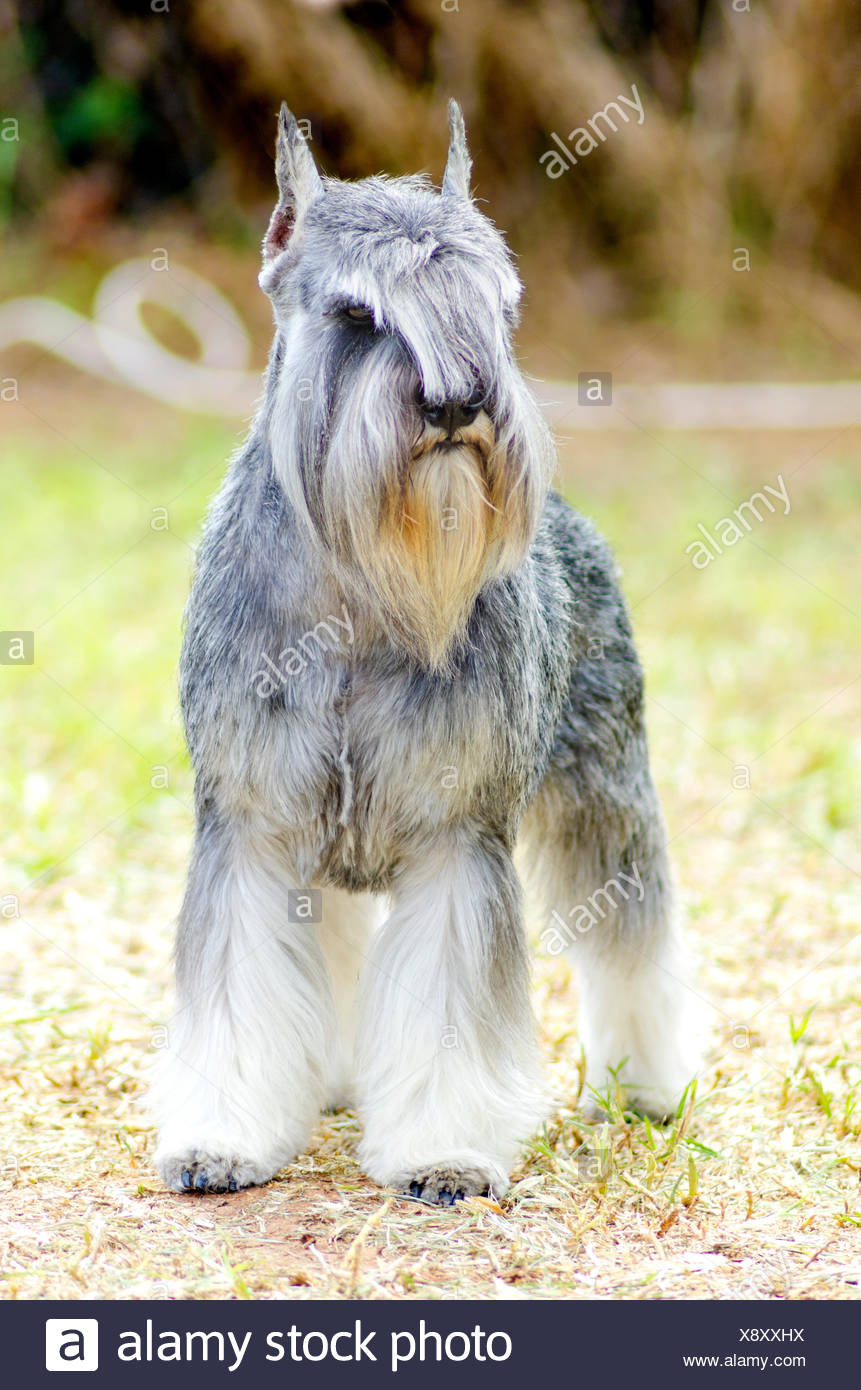 giant schnauzer gray