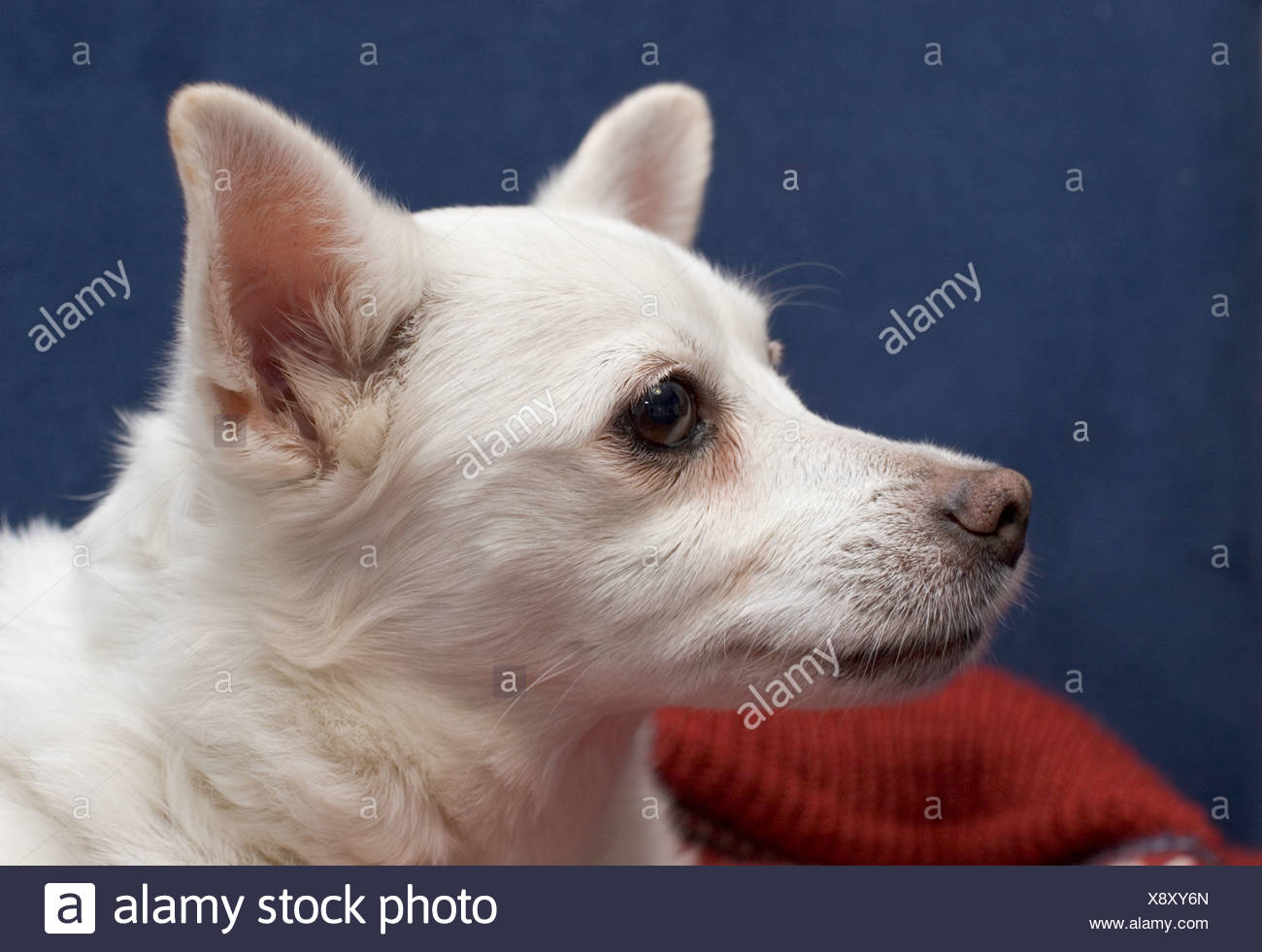 pomeranian cross breed dogs