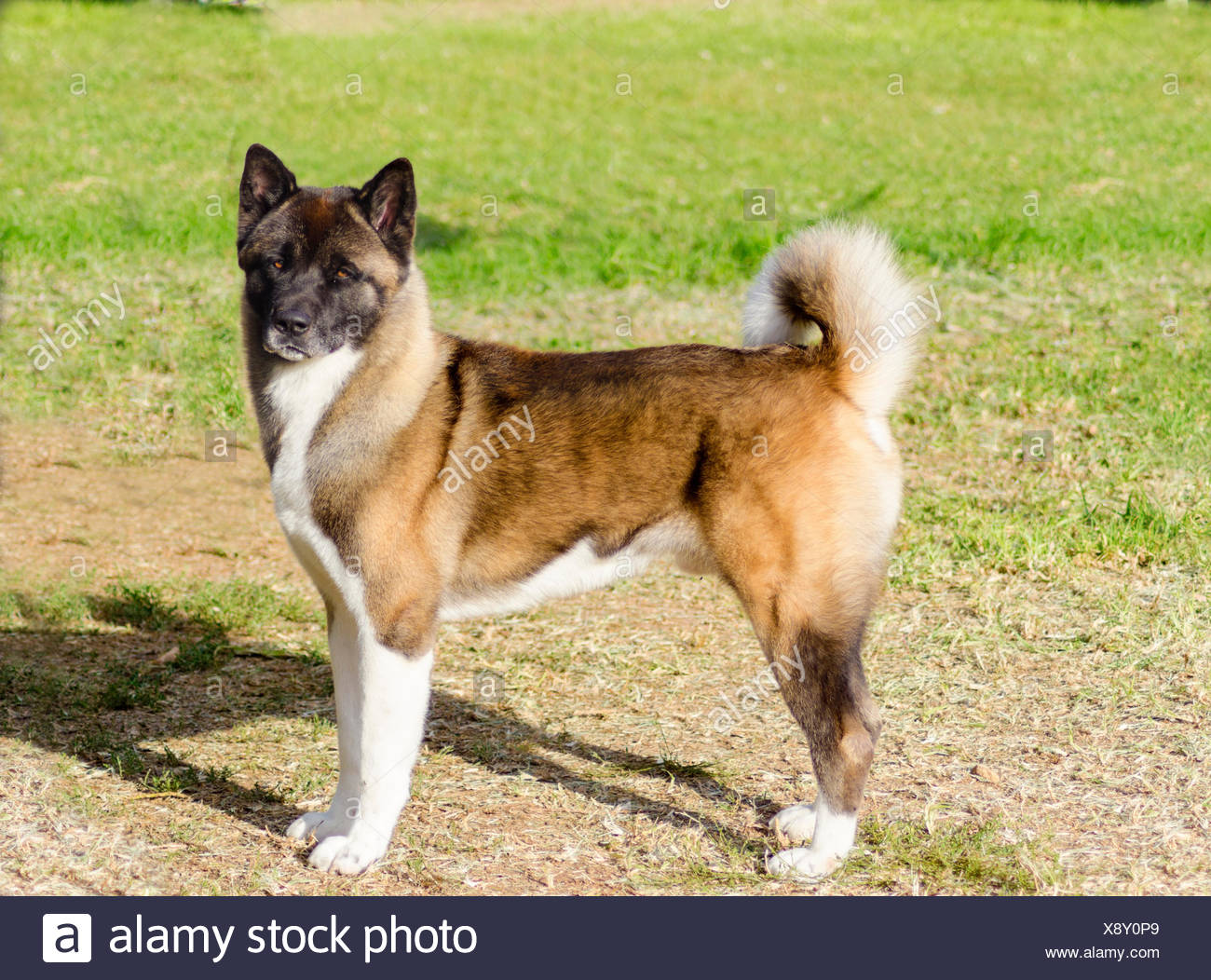 Page 2 Japanese Spitz Standing Park Canine High Resolution Stock Photography And Images Alamy