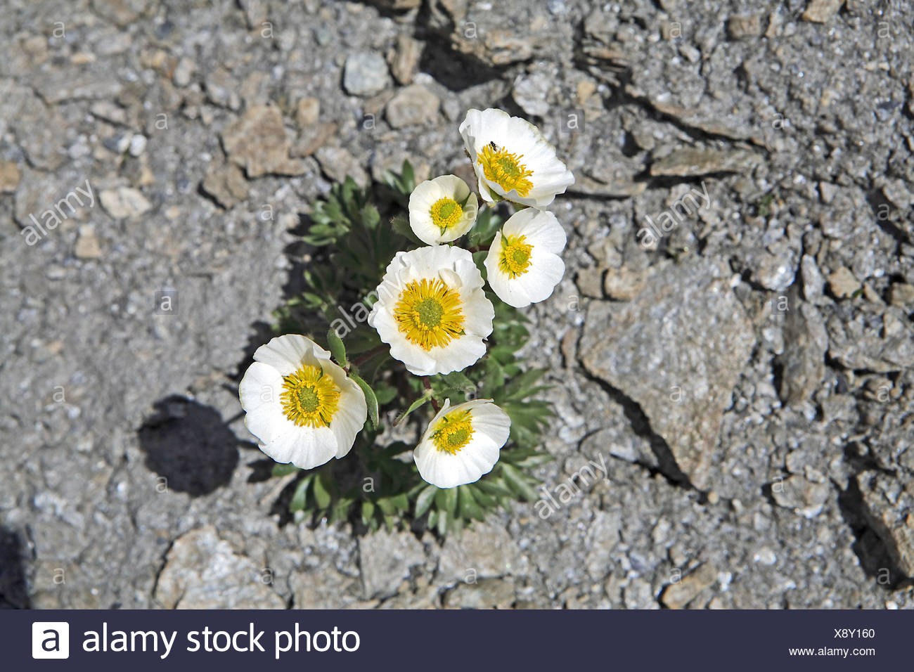 Italy Cuneo Colle dell'Agnello 2740 ms Ranunculus glacialis glacier  crowfoot plant mountain flower knows yellow stones Stock Photo - Alamy