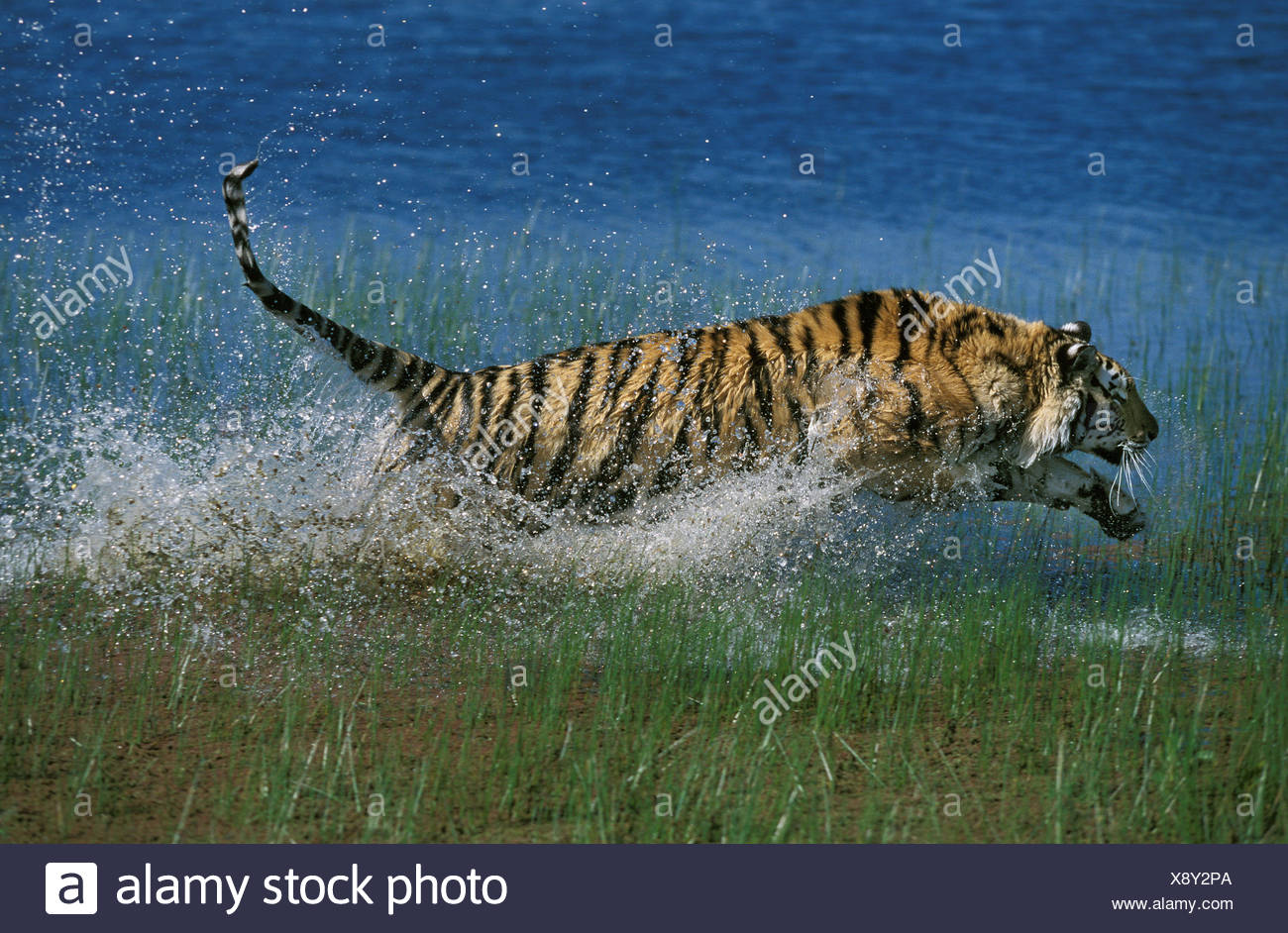 Bengal Tiger Jumping Stock Photos & Bengal Tiger Jumping Stock Images