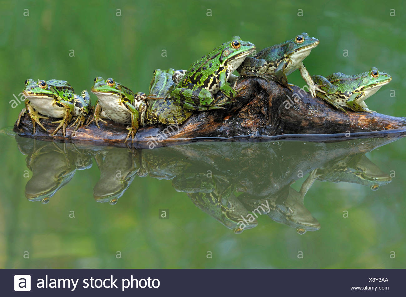 European Edible Frog Common Edible Frog Rana Kl Esculenta Rana Esculenta Several Frogs On A Root In Water Switzerland Stock Photo Alamy