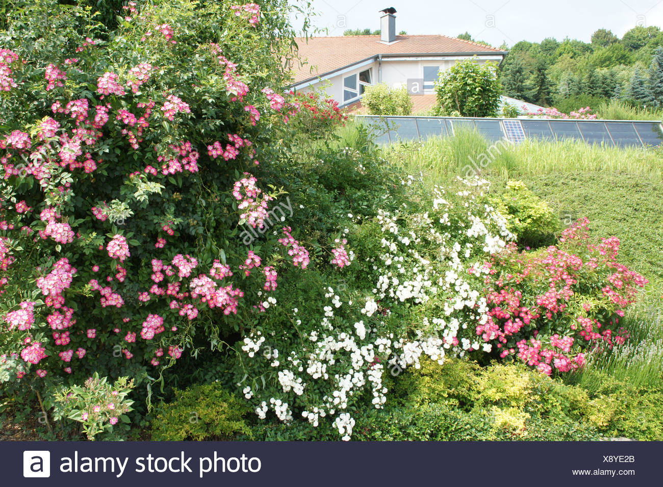 Hedge Roses High Resolution Stock Photography and Images Alamy