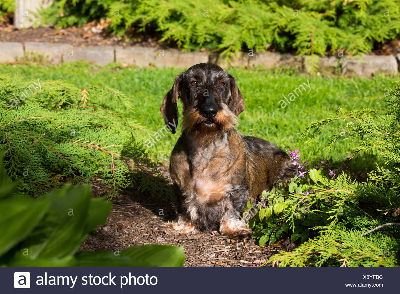 standard wire haired dachshund puppies for sale