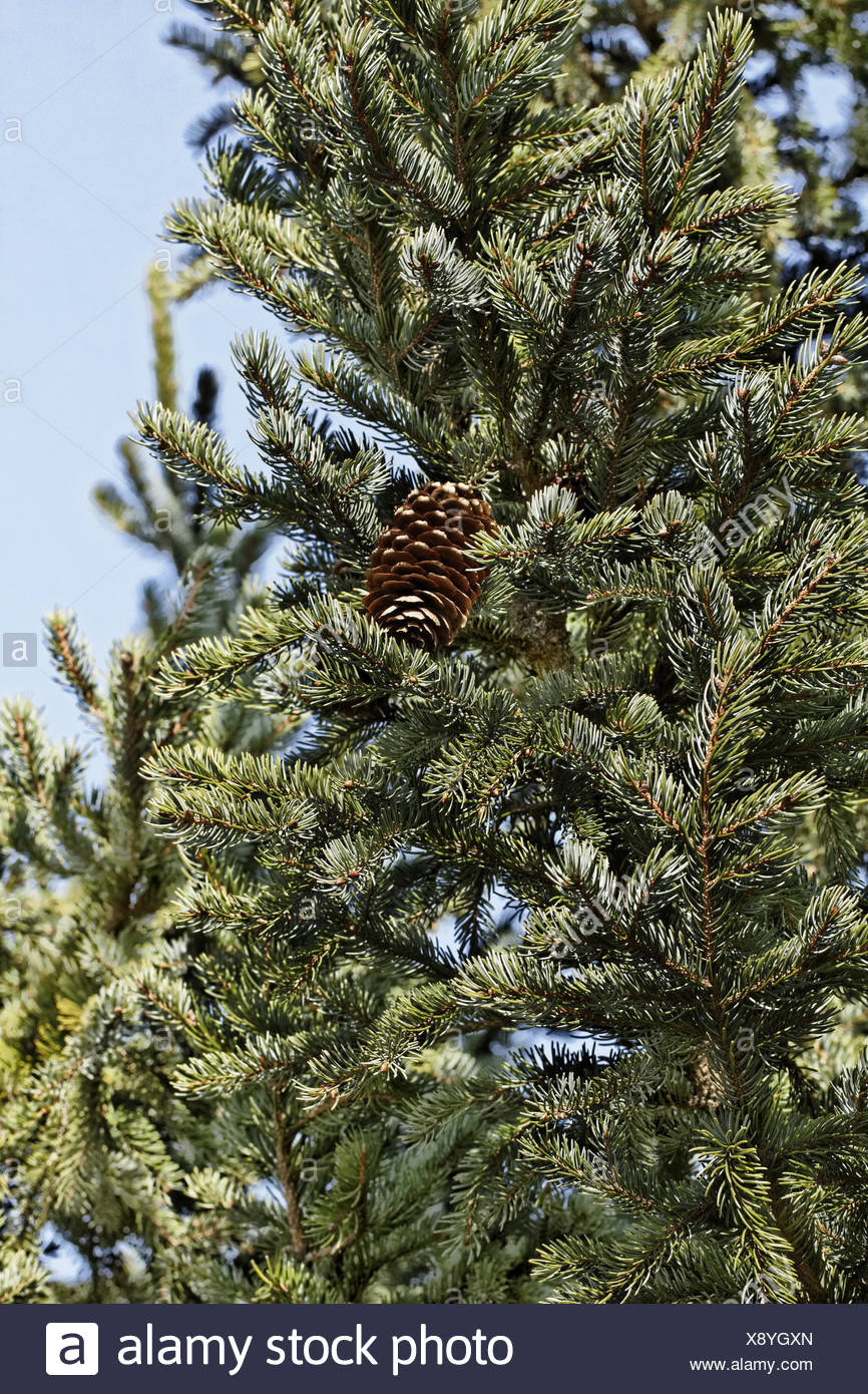 Yedofichte Picea jezoensis