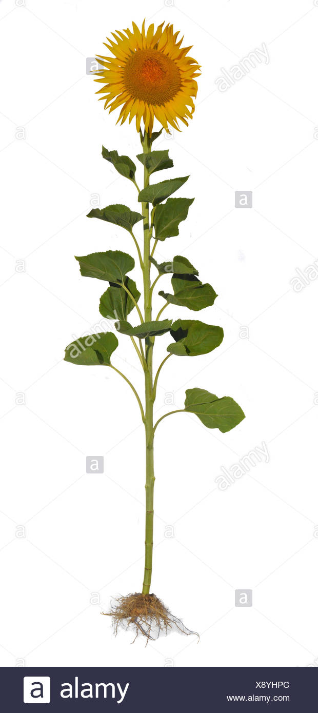Sunflower Root High Resolution Stock Photography and Images Alamy