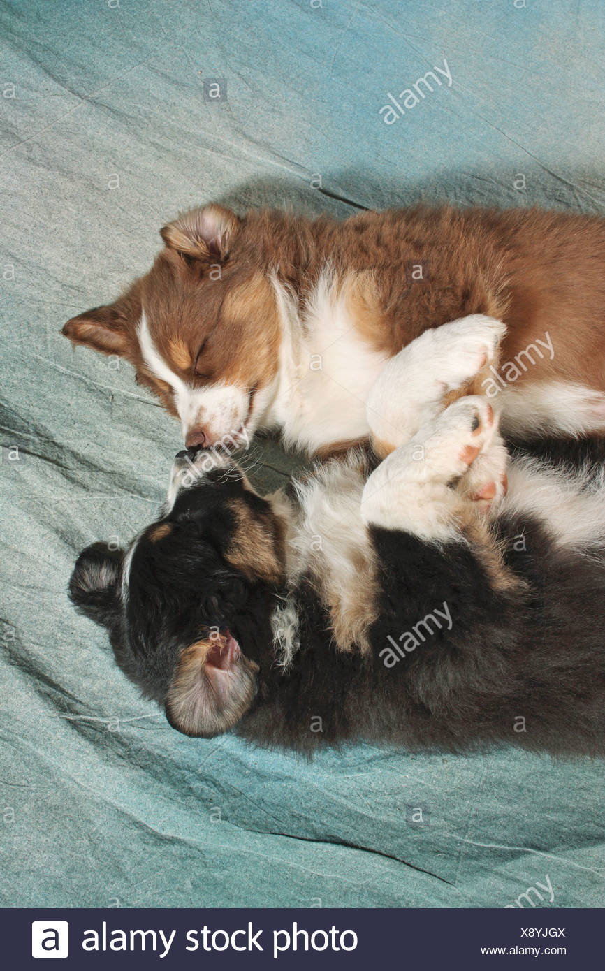 Shepherd Dog Is Lying Next To Her Stock Photos Shepherd Dog Is