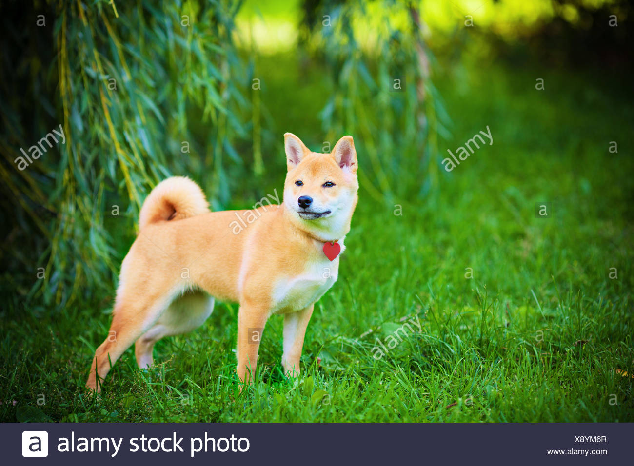 A Young Shiba Inu In Green Garden Stock Photo 280891711 Alamy
