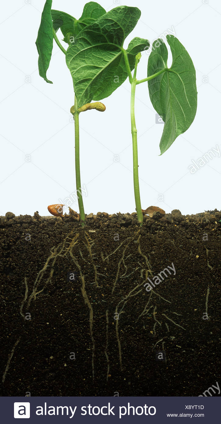 Bean Plant Roots High Resolution Stock Photography and Images Alamy