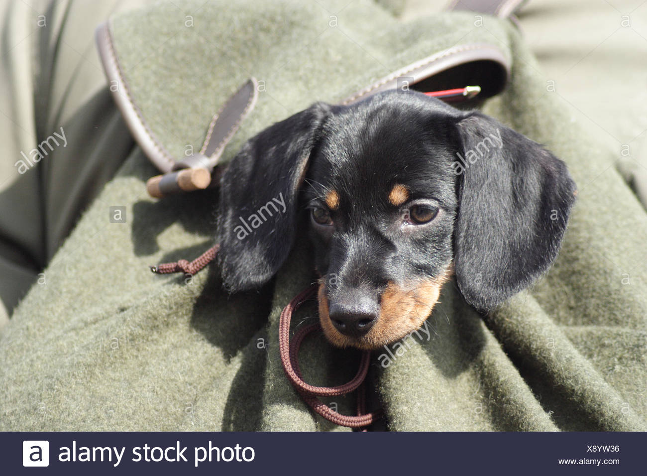 dachshund backpack