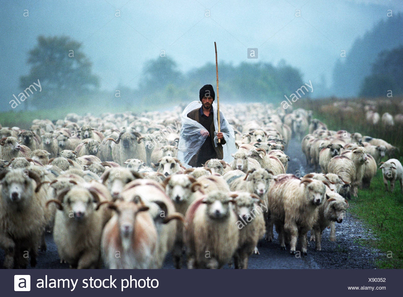 Shepherd Leading His Flock Stock Photos & Shepherd Leading His Flock