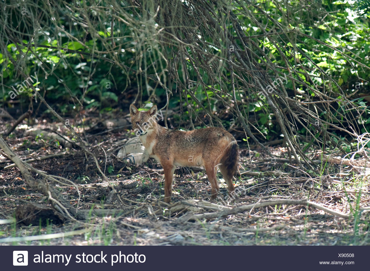 European Jackal, Canis aureus moreoticus, Danube Delta, Romania, Caucasian jackal or reed wolf, subspecies of golden jackal native to Southeast Europe Stock Photo
