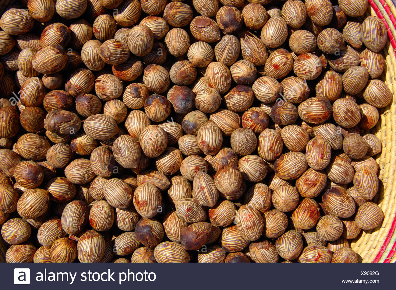 African Oil Palm Trees Elaeis Guineensis High Resolution Stock