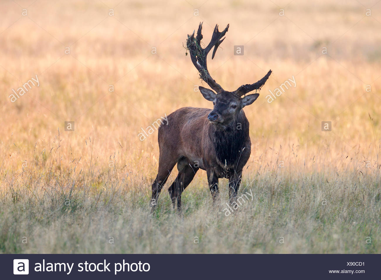 Unusual antlers Clearance