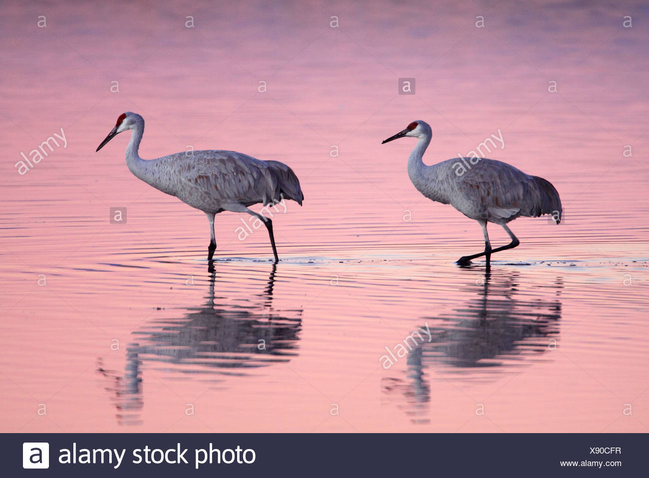 It Was Twilight And Sandhill Cranes >> Grus Canadensis Sandhill Crane Cranes Birds Wading Water Twilight It Was Twilight And Sandhill Cranes >> Grus Canadensis Sandhill Crane Cranes Birds Wading Water Twilight