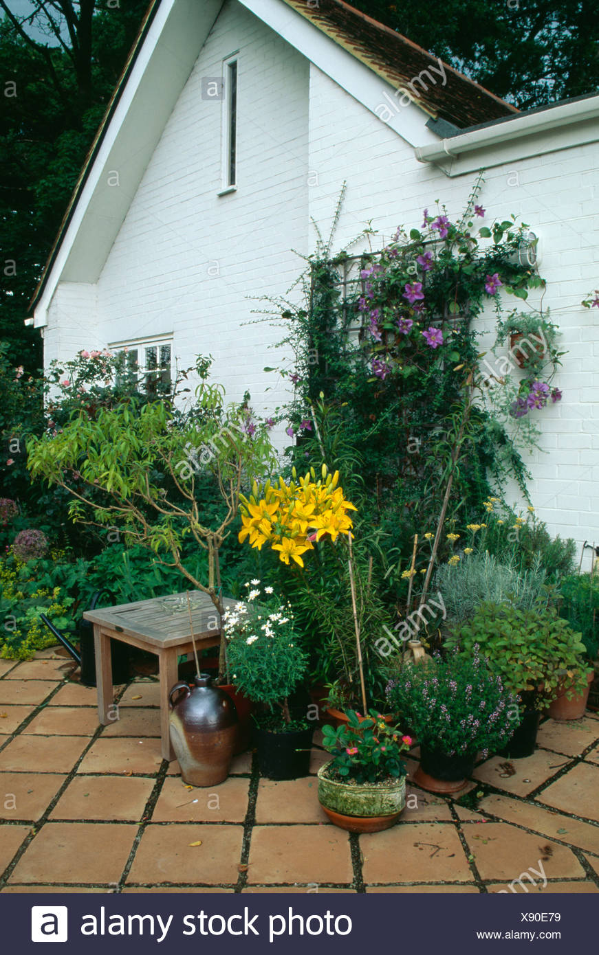 Shrubs And Yellow Lilies In Pots On Paved Patio In Front Of White