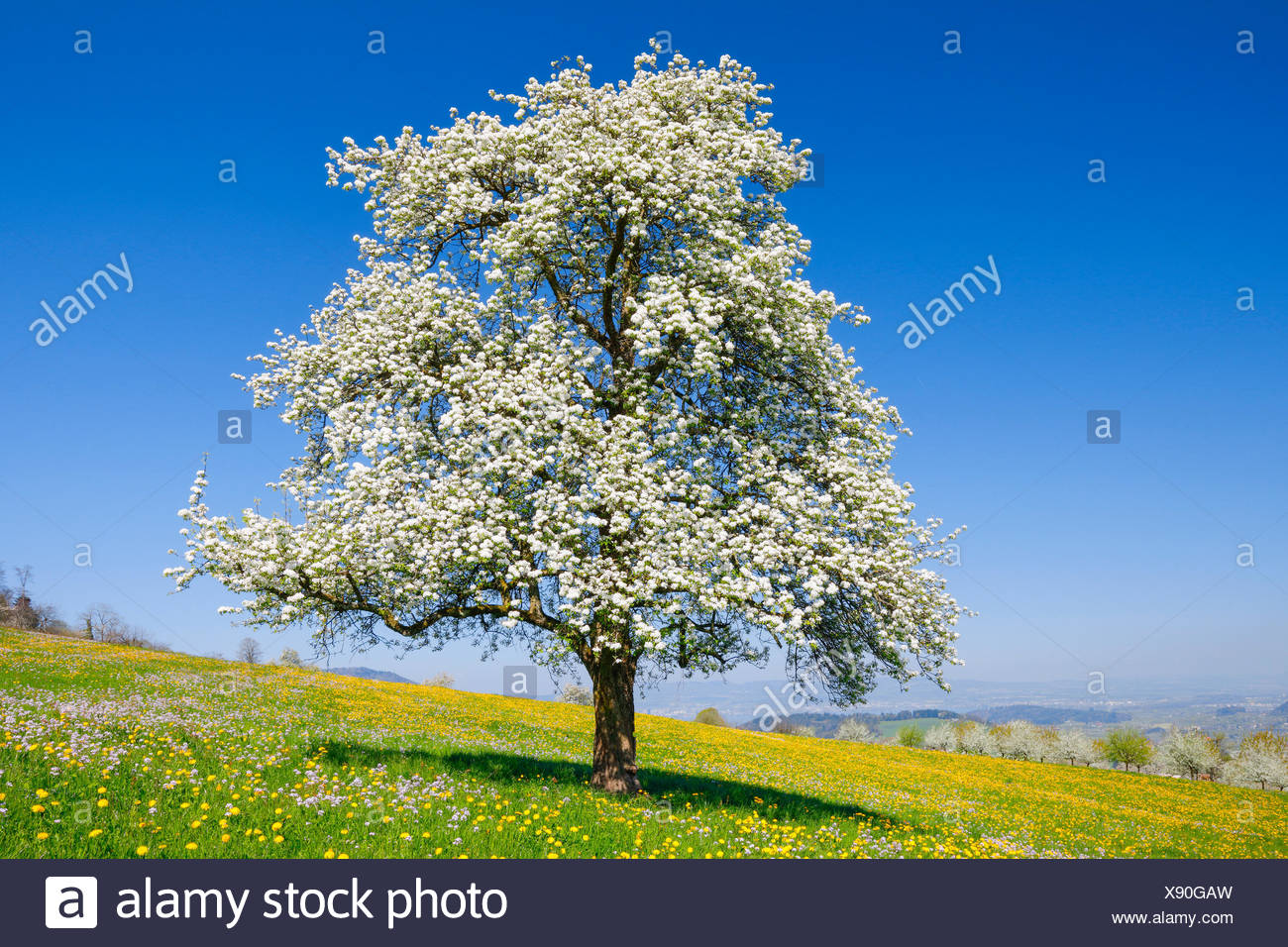 Blühender Baum Im Frühling High Resolution Stock Photography and Images