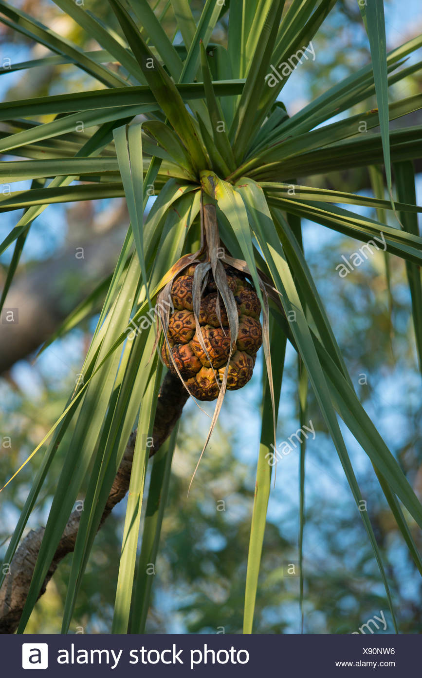 Bay Tree Fruit Stock Photos & Bay Tree Fruit Stock Images - Alamy