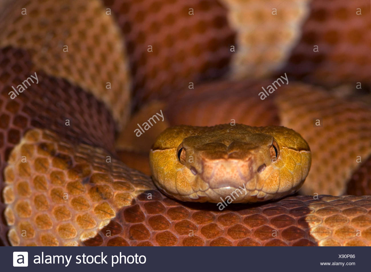 North American Copperhead Snake High Resolution Stock Photography and
