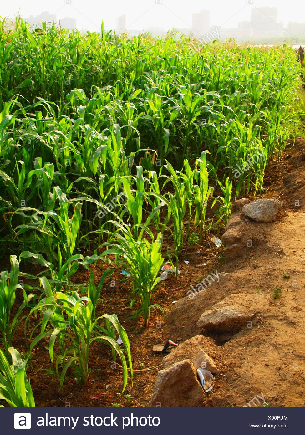 Corn Egypt High Resolution Stock Photography and Images Alamy