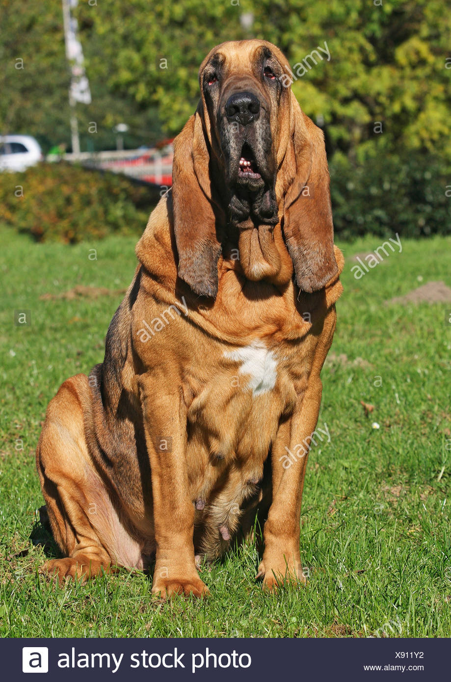 cane bloodhound