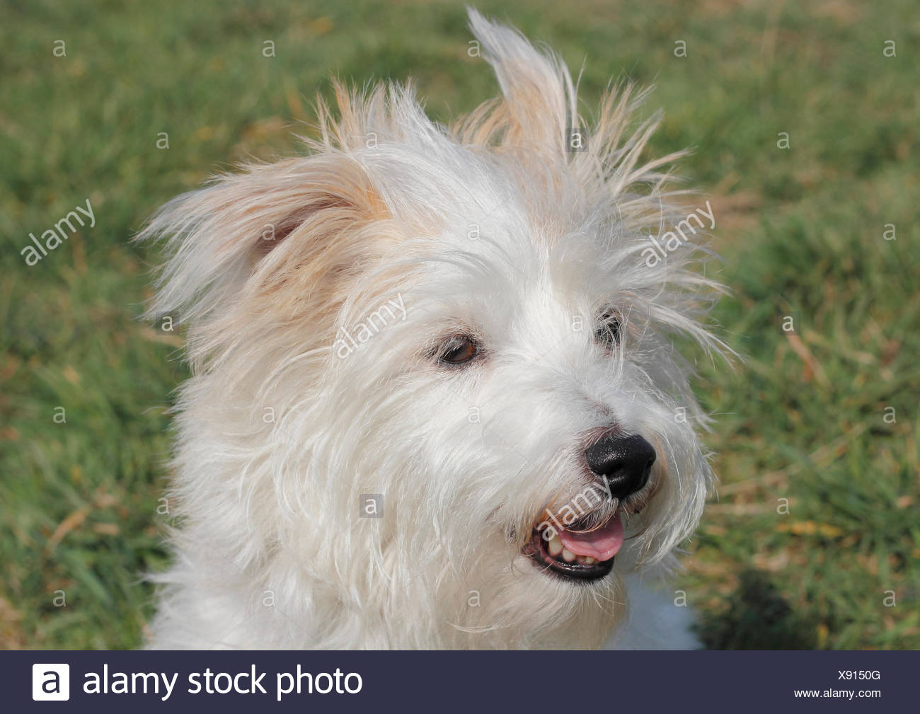 jack russell terrier maltese mix