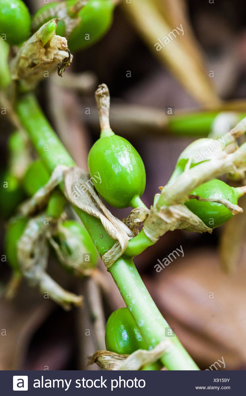 Cardamom Plant Stock Photos & Cardamom Plant Stock Images - Alamy