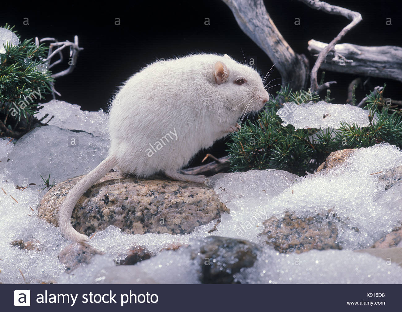 mongolian gerbil for sale