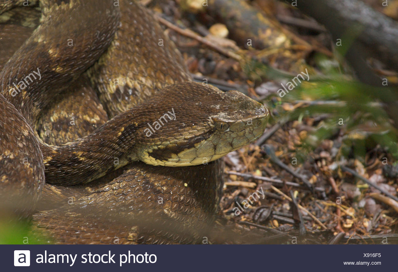 Fer de Lance (Bothrops asper) lying on ground. - Stock Image