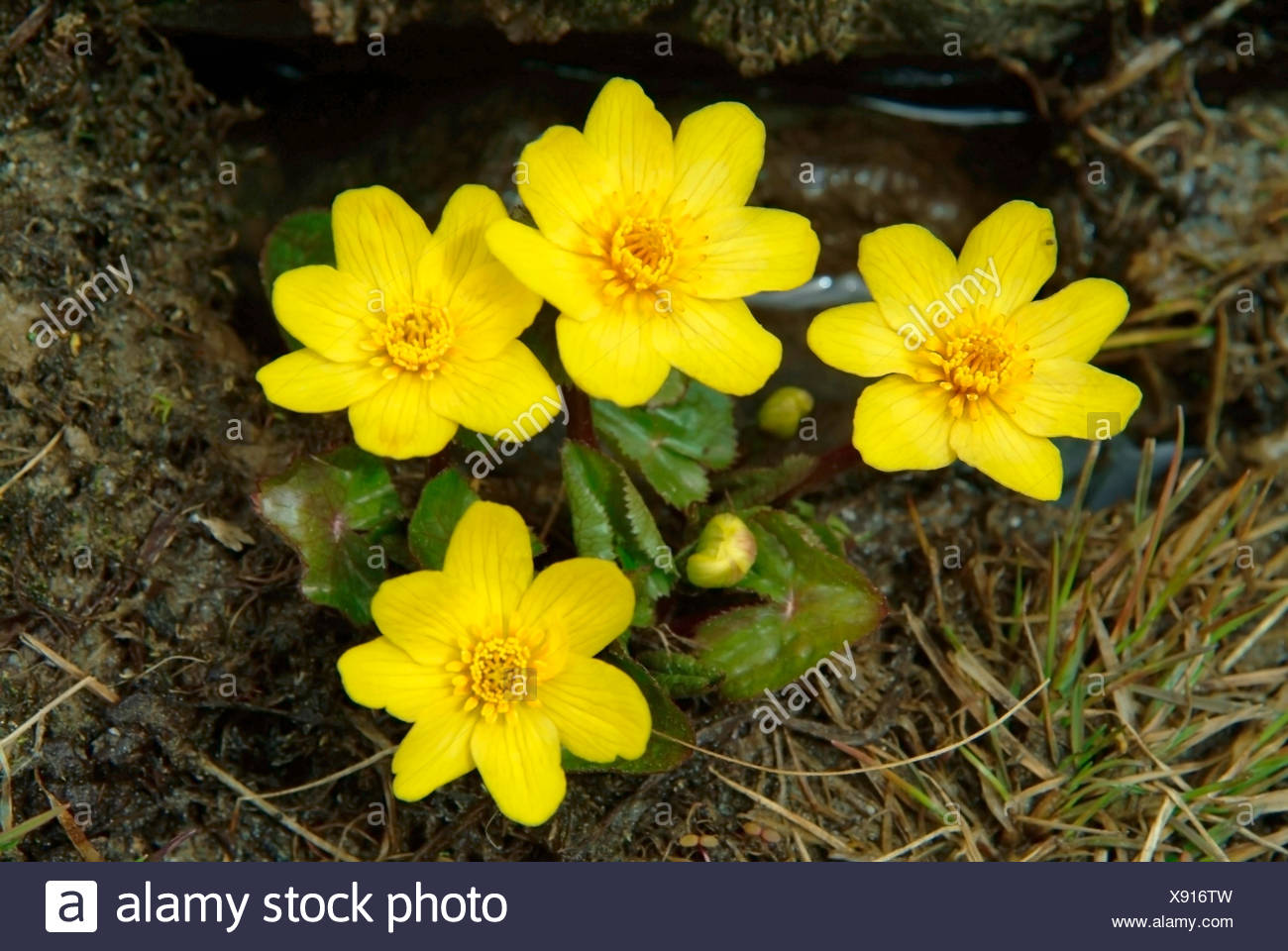 Wild Himalayan Flower India High Resolution Stock Photography and ...