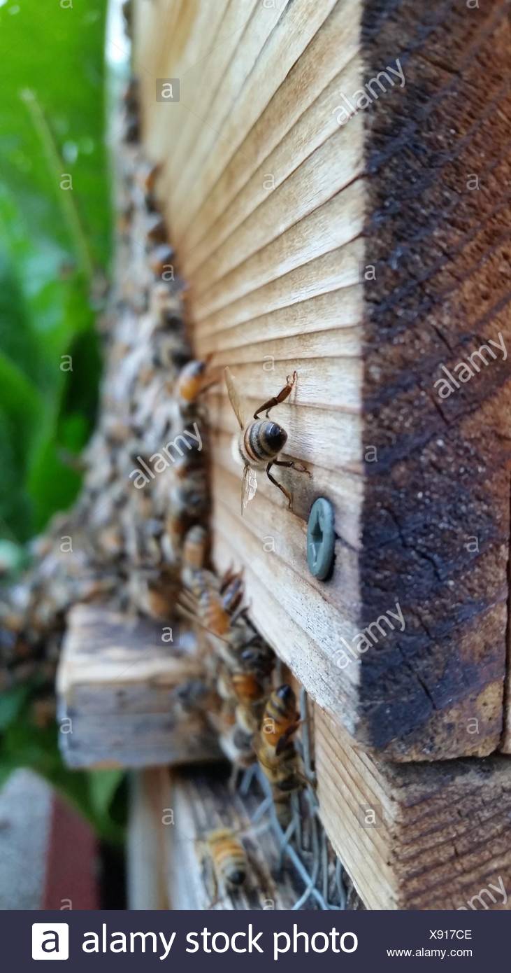 Insect Wax High Resolution Stock Photography and Images Alamy