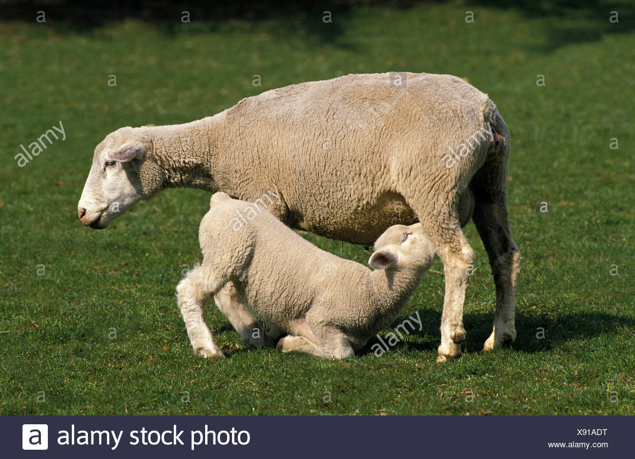 36 best ideas for coloring Sheep In French