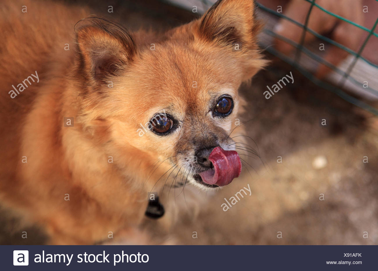 Small Long Haired Chihuahua Mixed Breed Dog Stock Photo 280928023
