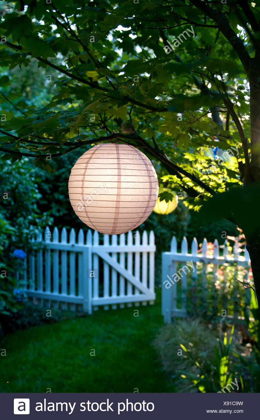 CHINESE PAPER LANTERNS LIT BY MORNING SUN IN GARDEN WITH WHITE