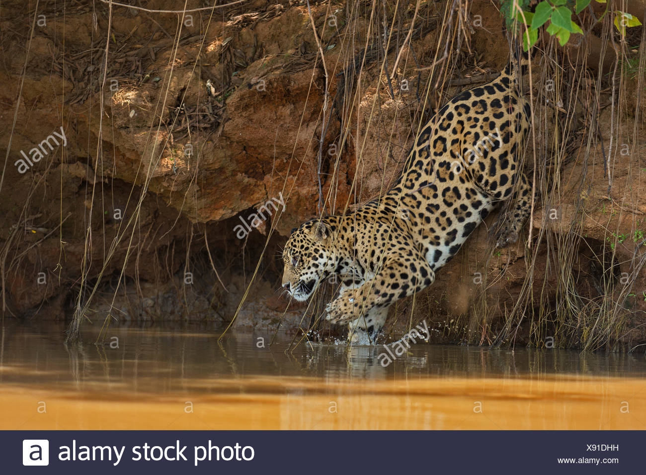 Jumping Jaguar Jumping Jaguar