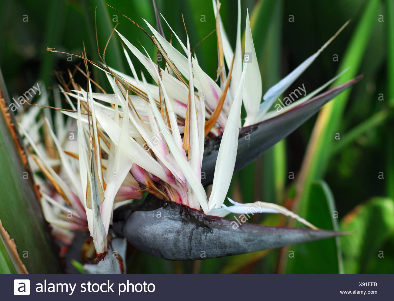 Strelitzia Nicolai Giant White Bird Of Paradise Flower In Bloom In Spring Stock Photo Alamy