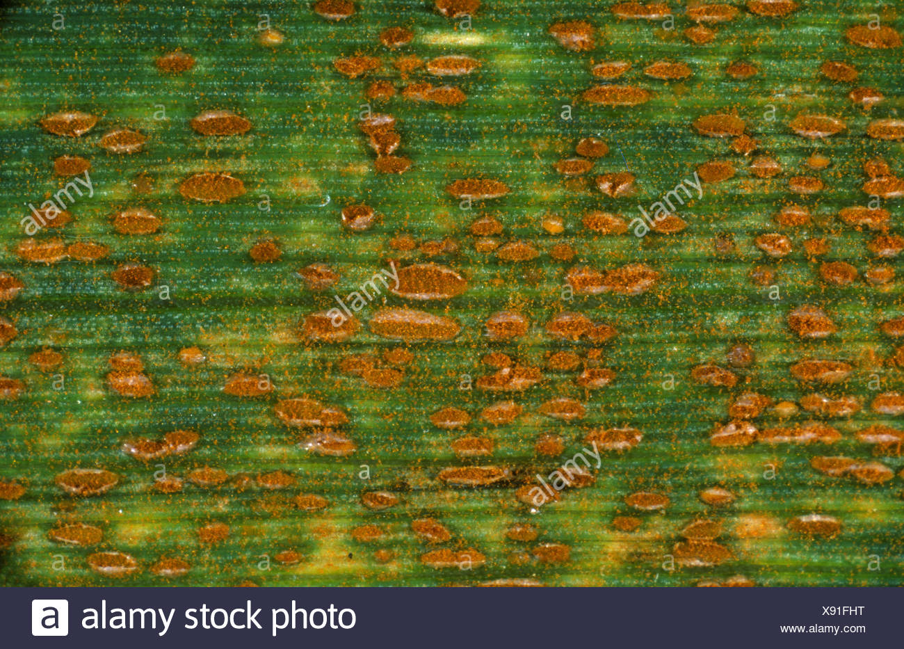 Wheat leaf rust or brown rust, Puccinia trticina (recondita ...