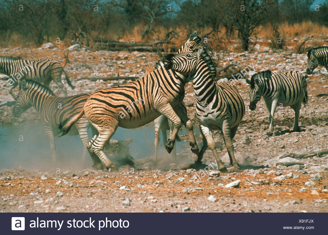 Two Burchell's Zebra Fighting High Resolution Stock Photography and
