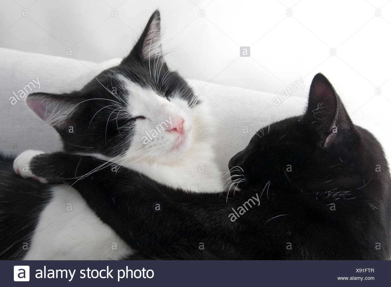 two female kittens