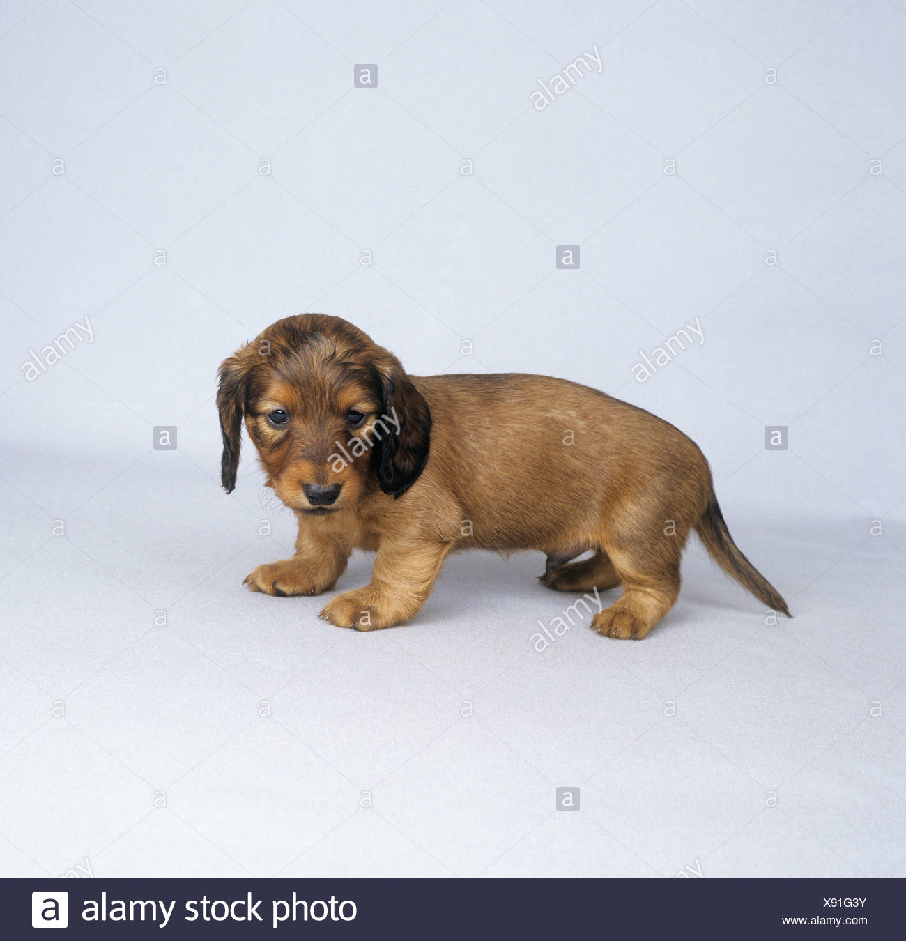 Long Haired Dachshund Puppy Cut Out Stock Photo 280932399 Alamy